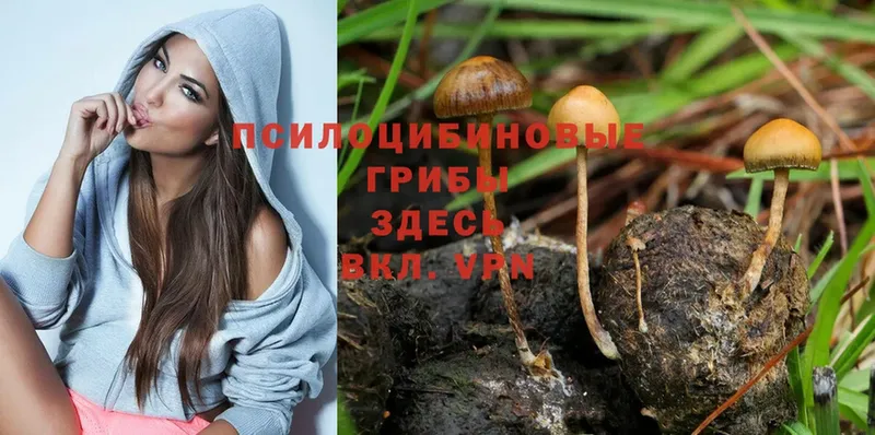 Псилоцибиновые грибы Magic Shrooms Межгорье